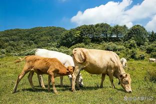 拜仁主管谈引援：已进行过长时间谈判，目前正敲定一、两名新援